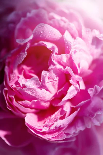 Крупный План Тонких Розовых Лепестков Пиона Капельками Воды Чувственность Женственность — стоковое фото