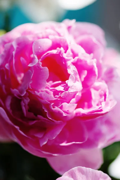 Close Delicate Pink Flower Petals Peony Water Drops Sensuality Femininity Stock Image