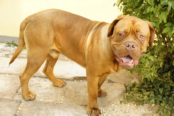 Cão laranja — Fotografia de Stock