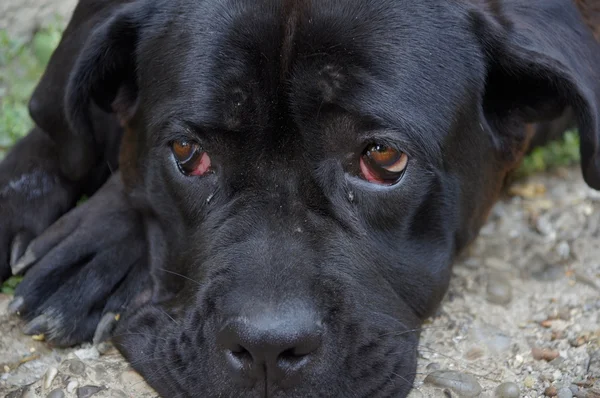 สุนัขโศกเศร้า — ภาพถ่ายสต็อก