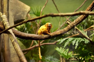 Harika, hayvanat bahçesi, maymun, ramus, ağaç