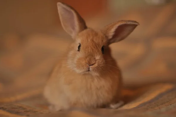 Merveilleux Fleurs Moelleux Doux Lapin — Photo