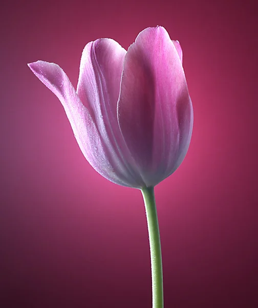 Tulipán rosa Imágenes de stock libres de derechos