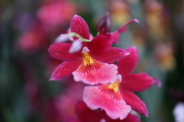 Beautiful orchids — Stock Photo, Image