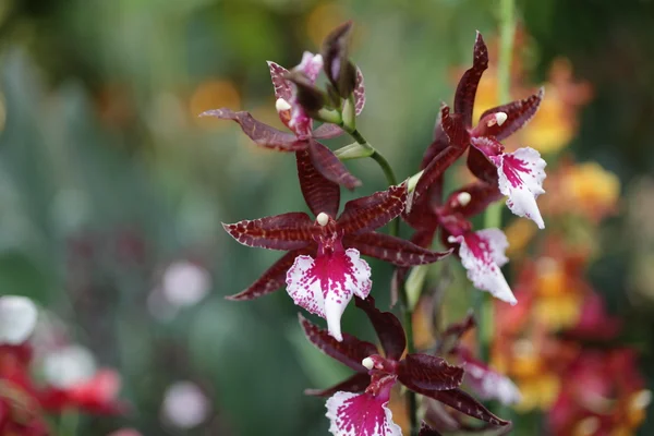 Beautiful orchids — Stock Photo, Image