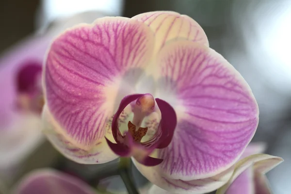 Beautiful orchids — Stock Photo, Image