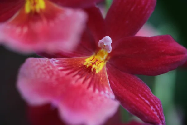 Красивые орхидеи — стоковое фото
