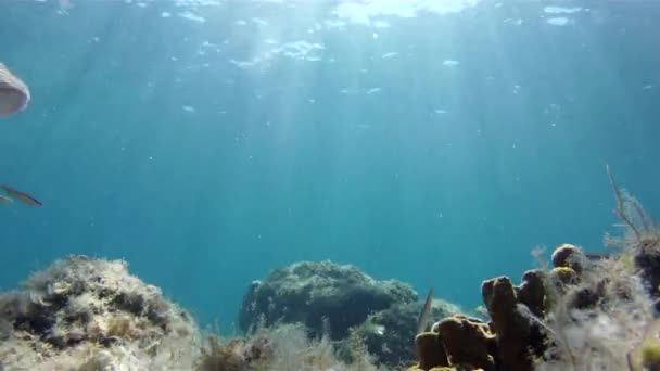 Peixes nadando, saragus de perto — Vídeo de Stock