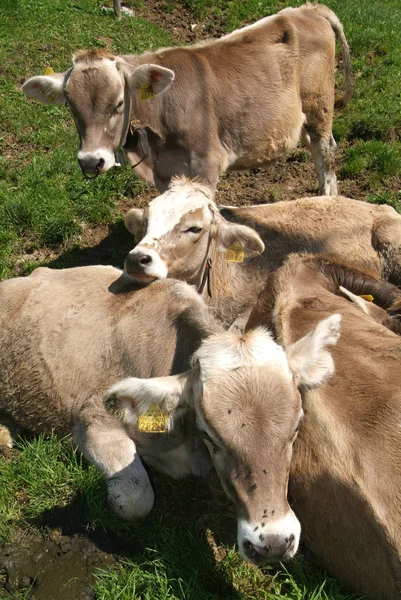 Gruppo di vacche relax — Foto Stock