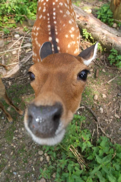 Deer at a wood — Stock Photo, Image