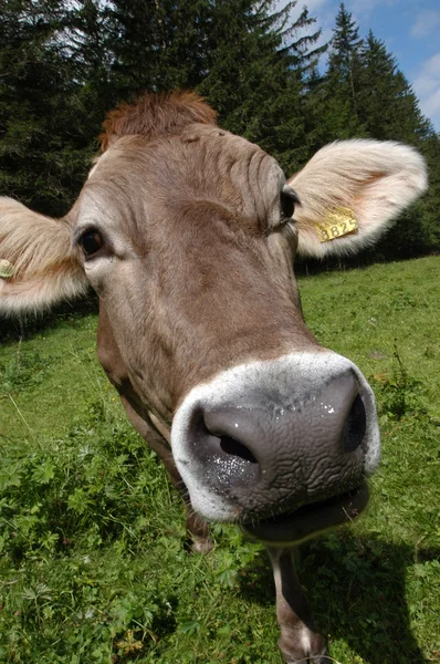 Head of a Cow Stock Photo