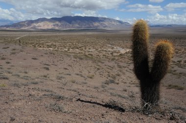 Los Cardones Milli Parkı Calchaqui üzerinde? es Vadisi