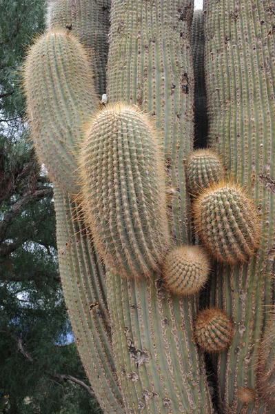 Árbol de cactus en Cachi — Foto de Stock