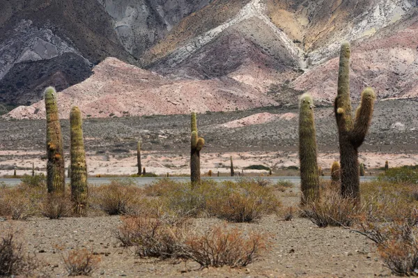 Parque nacional Los Cardones no vale do Calchaqui — Fotografia de Stock