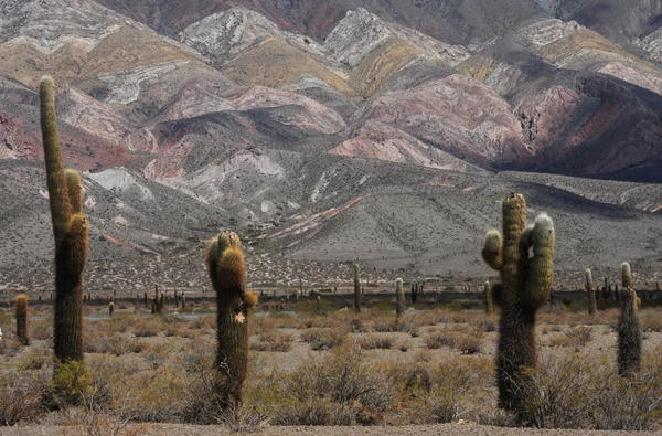 Parque nacional Los Cardones no vale do Calchaqui — Fotografia de Stock