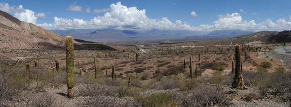 Parque Nacional Los Cardones en el valle de Calchaqui — Foto de Stock