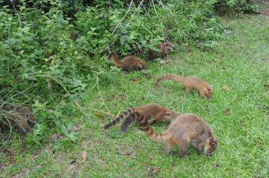 doğada vahşi hayvanlar