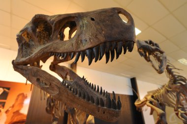 dinozor iskeletleri valle adlı della luna