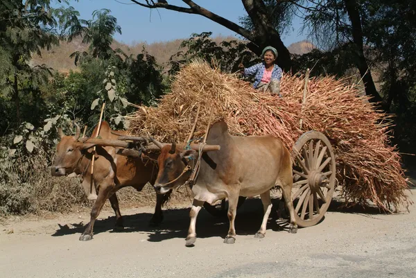 Birmânia agricultores — Fotografia de Stock