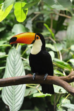 Tukan, parque das aves iguasu, brasil
