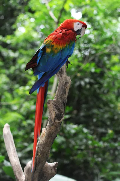 Papegaai arara macao — Stockfoto