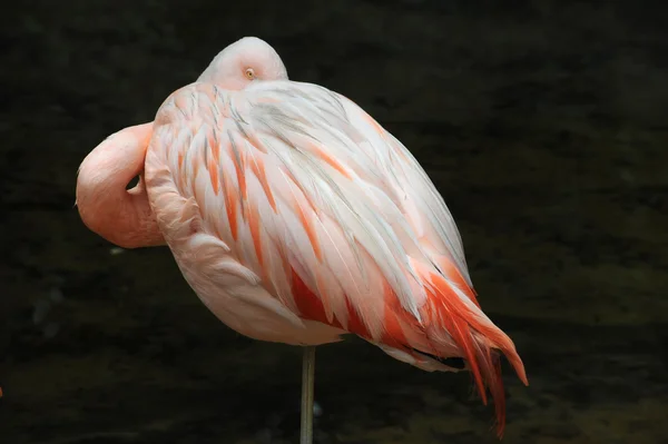 Flamingó Parque das Aves Iguasu, Brazília — Stock Fotó