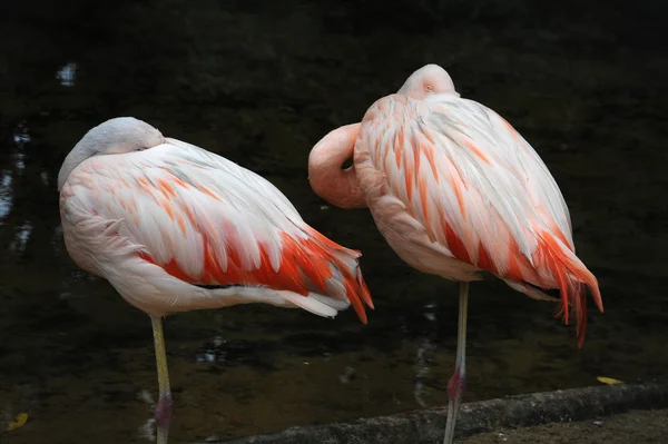 Фламінго Parque das Aves Iguasu, Brasil — стокове фото