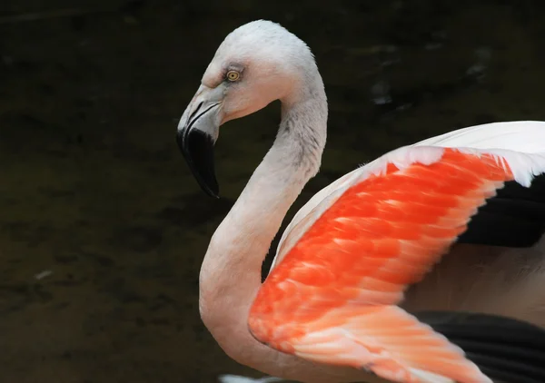 Flamingo Parque das Aves Iguasu, Brasil — Stock Photo, Image