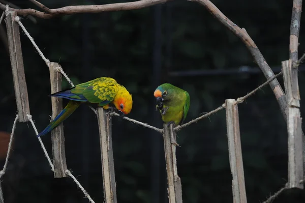 Parrot Arara Macao — Stock Photo, Image