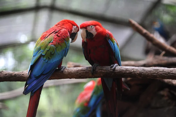 Parrot Arara Macao — Stock Photo, Image