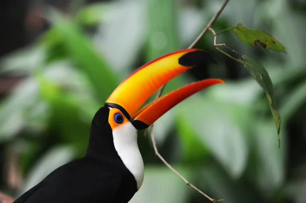 Toucan op parque das aves iguasu, brasil — Stockfoto