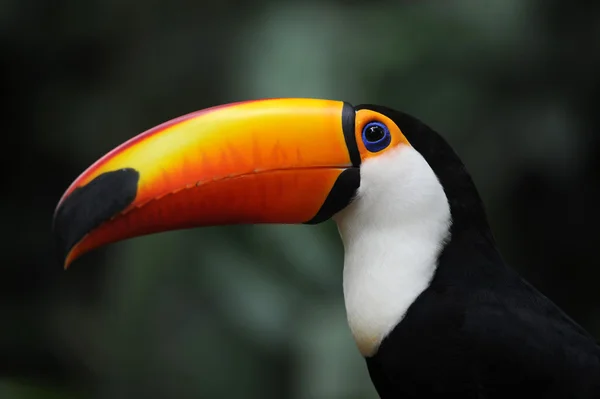 Toucan op parque das aves iguasu, brasil — Stockfoto