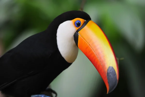在公园 das 阿韦斯国英，巴西大嘴鸟 — 图库照片