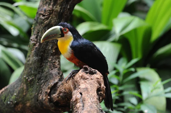Tukan v parque das aves iguasu, brasil — Stock fotografie