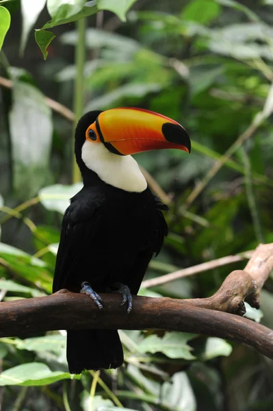 Toucan στο parque das aves iguasu, Βραζιλία — Φωτογραφία Αρχείου