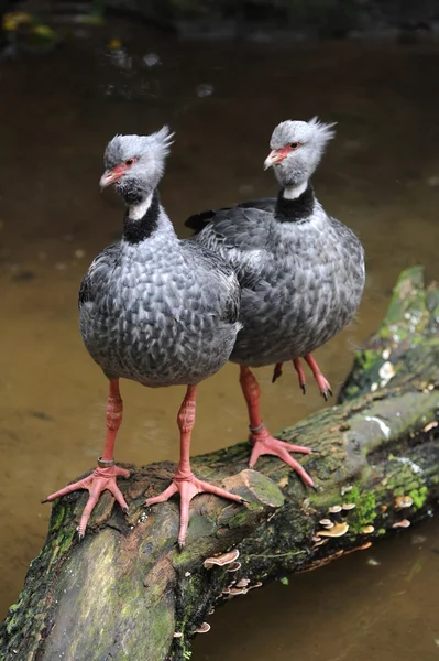 Копирование птиц в парке Дас Эйвс, Игуасу — стоковое фото
