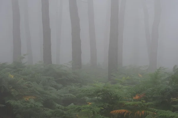 Bosque con niebla — Foto de Stock