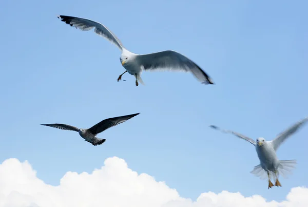 Gaviota —  Fotos de Stock