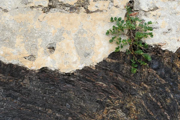 Naturen sammansättning — Stockfoto