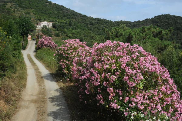 Wiejskiej drodze w pobliżu portoferraio na wyspie elba — Zdjęcie stockowe