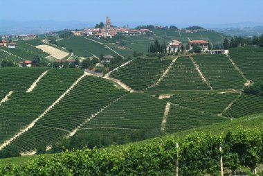 Vineyards of Serralunga d'Alba in italians Langhe clipart