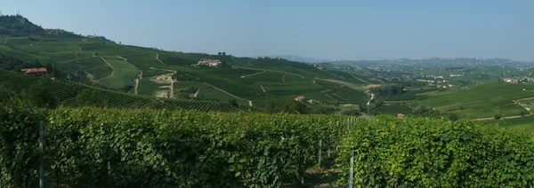 意大利人 langhe 巴罗洛葡萄酒的葡萄园 — 图库照片