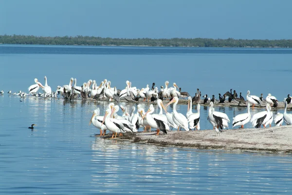 Птахів на острові де-Лос-Pajaros — стокове фото