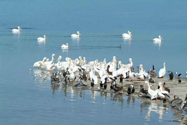 Vögel auf der Insel de los pajaros — Stockfoto