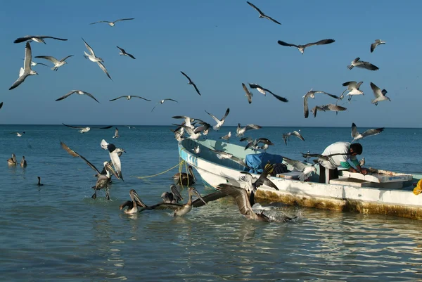 Fåglar på ön holbox — Stockfoto