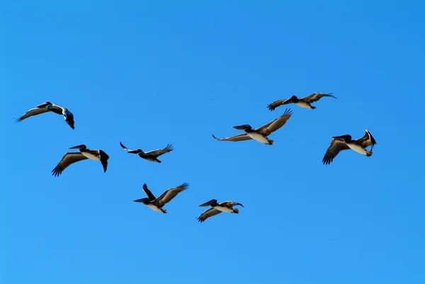 Pelicanos no céu — Fotografia de Stock