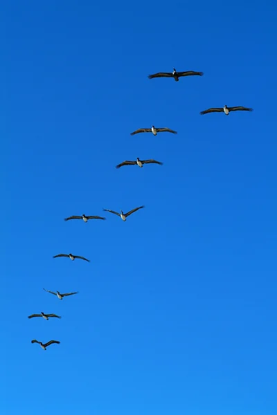 Pelicanos no céu — Fotografia de Stock