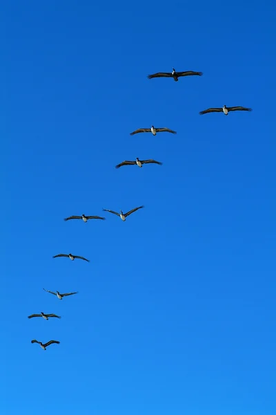 在天空中的鹈鹕 — 图库照片