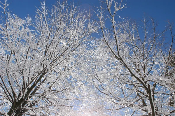 Floresta de Inverno nos Alpes — Fotografia de Stock