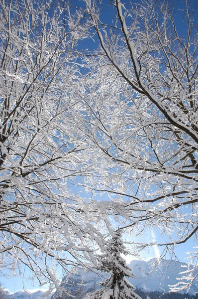 Floresta de inverno em th alps — Fotografia de Stock